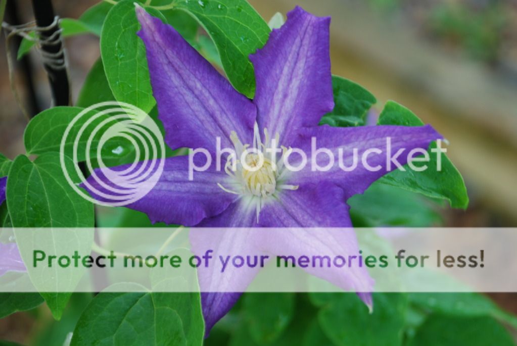 Growing Clematis from seed